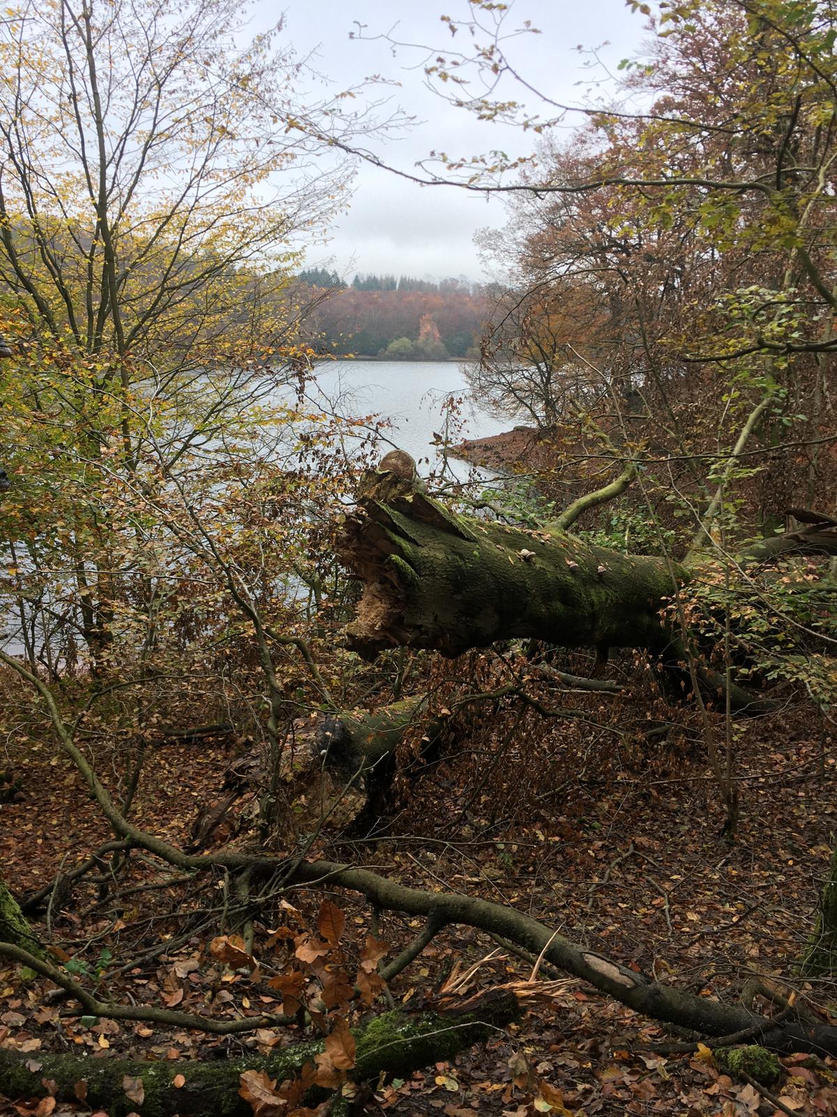 Herbstlich gefärbter Wald am Ufer einer Talsperre